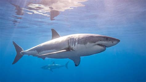 How Deep Can Great White Sharks Swim? The Truth Revealed
