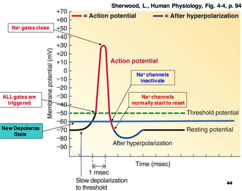 Image result for Action Potential