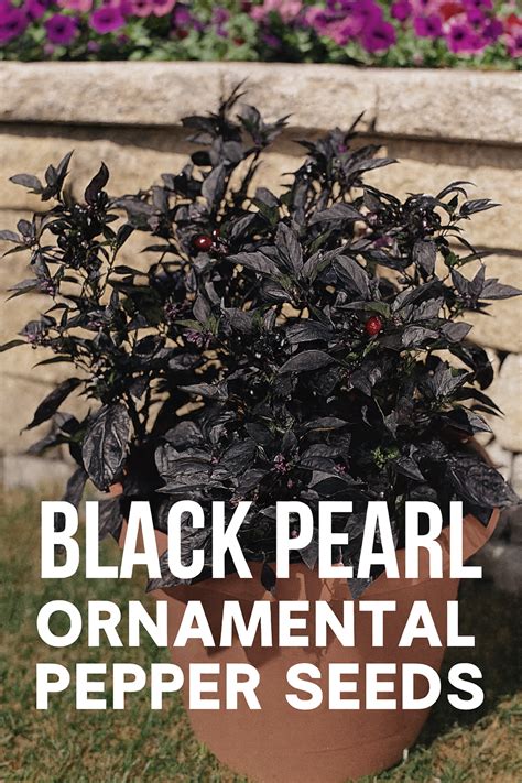 Black Pearl Ornamental Pepper Seeds | Striking Dark Foliage & Vibrant ...