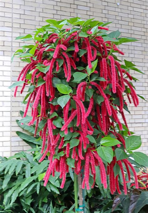 Bharat Herbs Care® Acalypha hispida the chenille live plant long red ...