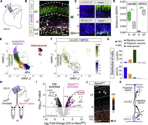 GPC3-Unc5 receptor complex structure and role in cell migration: Cell