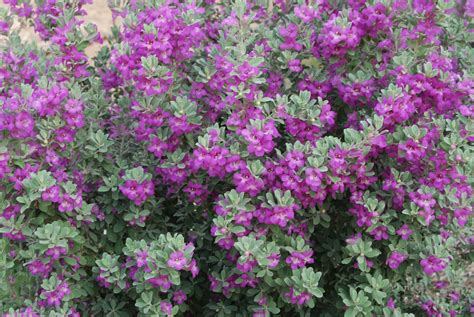 Purple Flowering Bushes