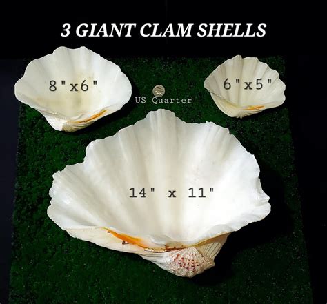 Image result for Large Clam Shells