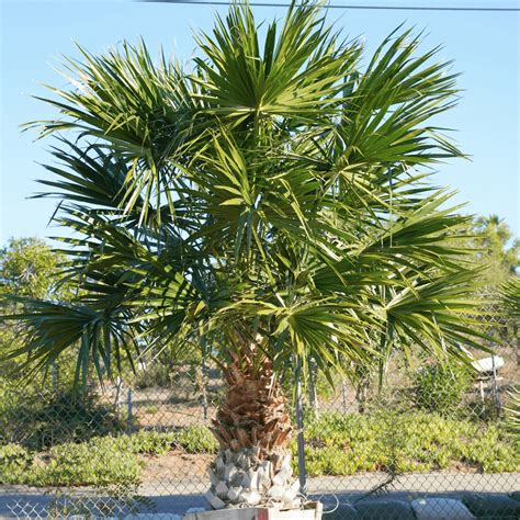 Chinese Fan Palm | Palm Tree | Moon Valley Nurseries