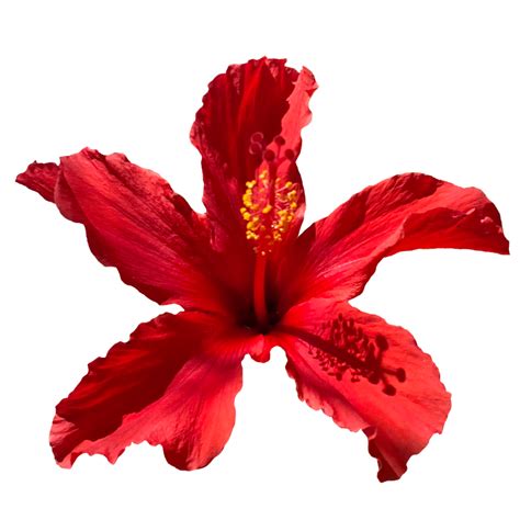 Hibiscus Flower Images Free | Best Flower Site