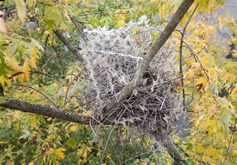 Crows and Magpies Are Building Nests with Anti-Bird Spikes — Colossal