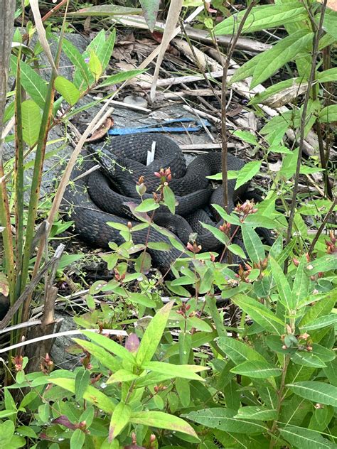 What is this snake? Location: Central Massachusetts pond : r/snakes
