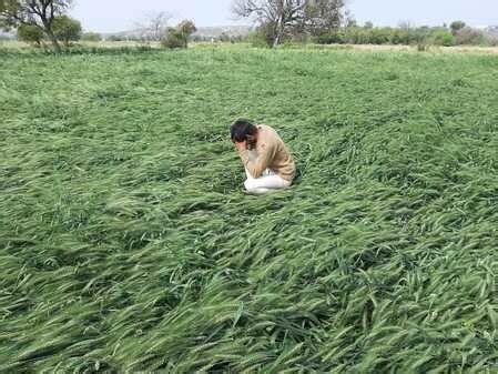 Farmers reached the verge of ruin due to rain and hail बारिश व ...