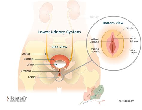 Genitourinary Syndrome of Menopause (GSM) - Herstasis® Health Foundation