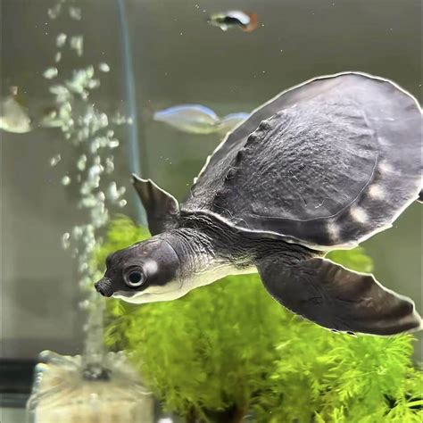 Fly River Turtle / Pig-nosed turtle (Carettochelys insculpta ...