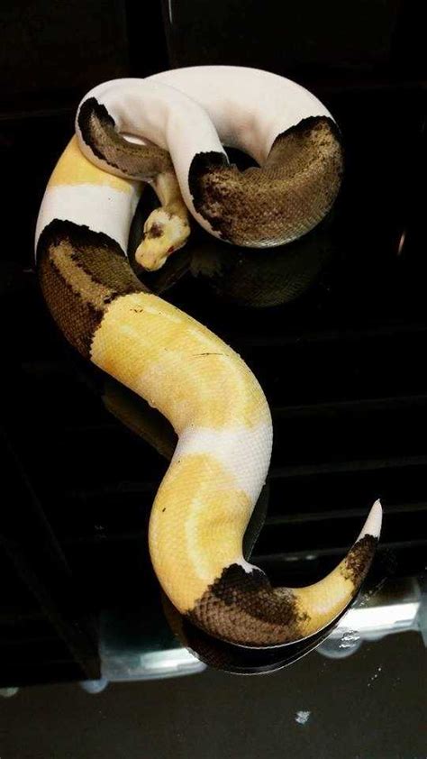 Image result for Chimera Ball Python
