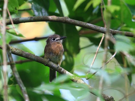 Rusty-breasted Nunlet - eBird