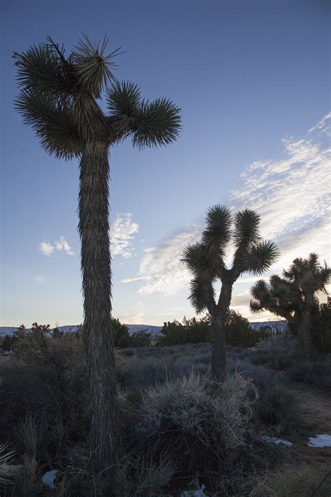 Dani Dodge's 2019 Prime Desert Woodland Preserve residency ends with ...