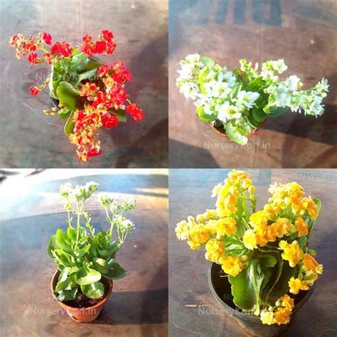 Buy Kalanchoe Flower Plant (Widow's-thrill) online from Nursery Kart