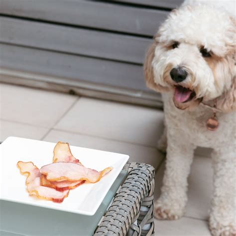 Why Is Pork Bad For Dogs at Chastity Dowling blog