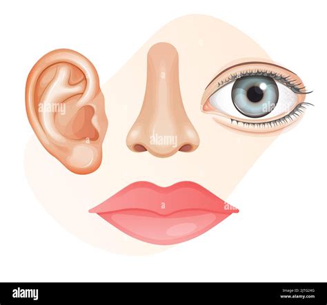 Parts Of The Nose