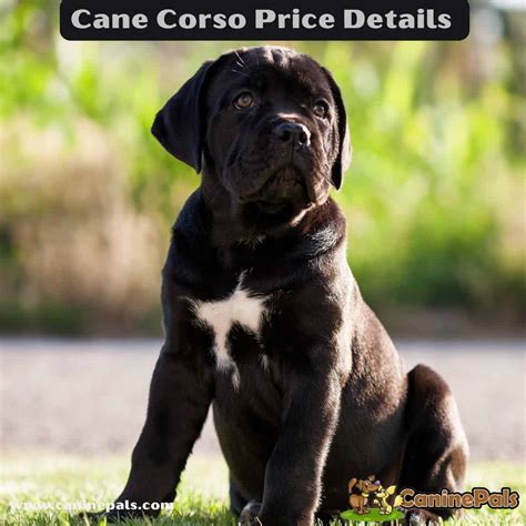 Cane Corso Cost 的图像结果