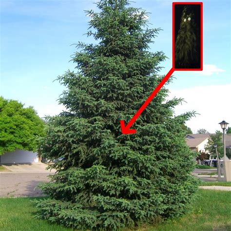 Image result for Real Inscryption