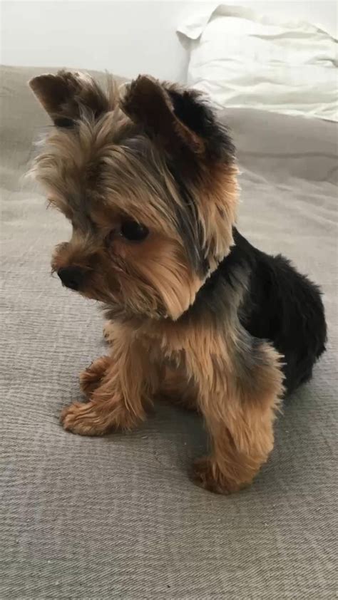 Miniature yorkie 12 amazing facts about mini yorkie dog – Artofit