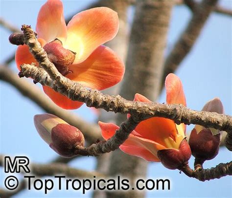 Bombax - JungleKey.in Image