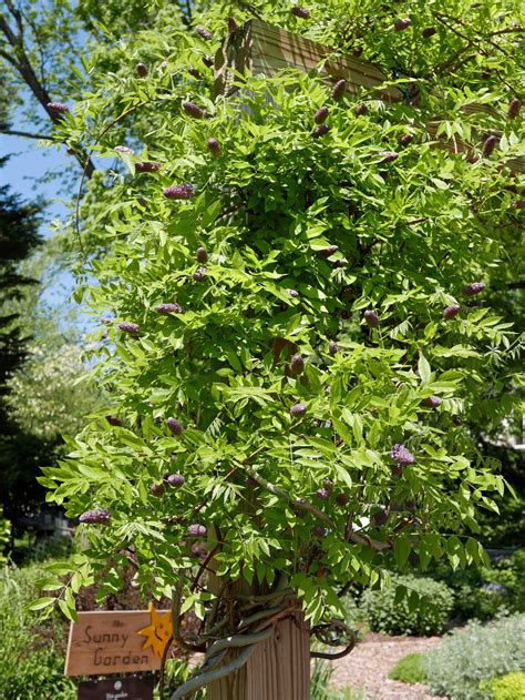Wisteria frutescens (American Wisteria)