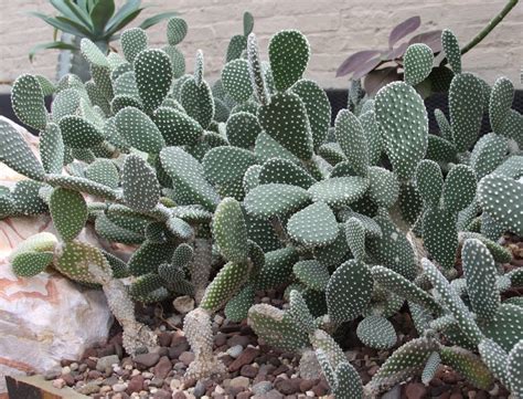Repotting Opuntia 的图像结果