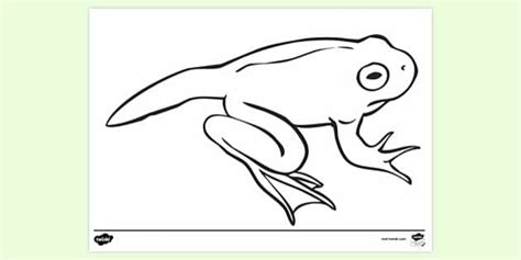 Froglet Colouring Sheet | Colouring Sheets (teacher made)