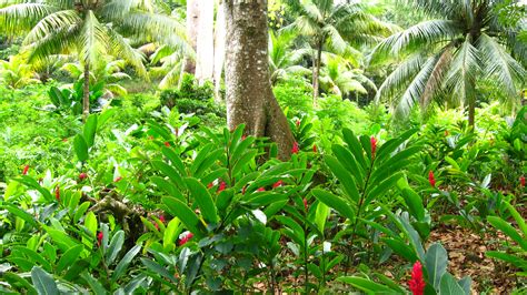 Amazon Rainforest Forest Floor Plants at Susie Branch blog