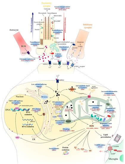 Molecular and Cellular Mechanisms Affected in ALS