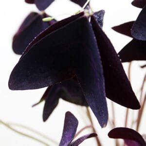 Buy Oxalis Triangularis, triangular clover, Butterfly oxalis Plant online