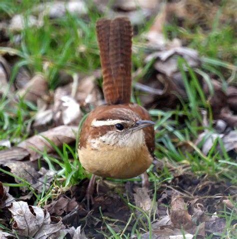 Carolina Wren: Back Yard Birds of North Carolina | Owlcation