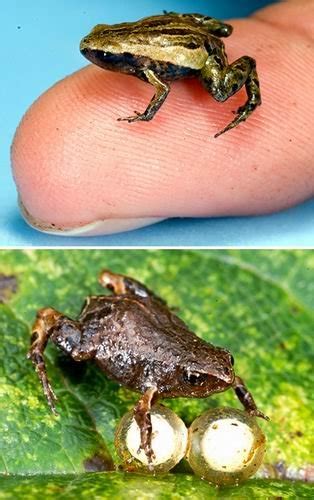 世界十大怪异青蛙:玻璃蛙上榜 第九名是世界十大最毒青蛙之一_动物之最_第一排行榜