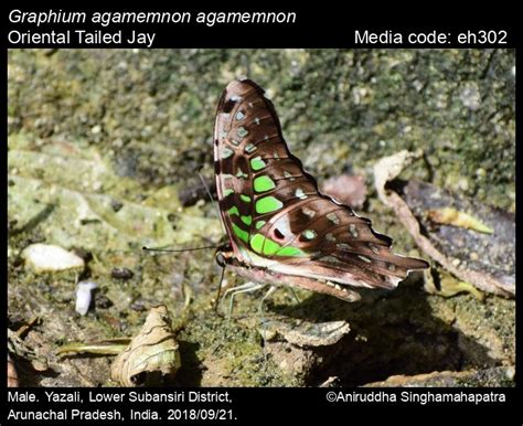 Graphium agamemnon | Butterfly