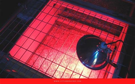 Image result for Turkey Brooder