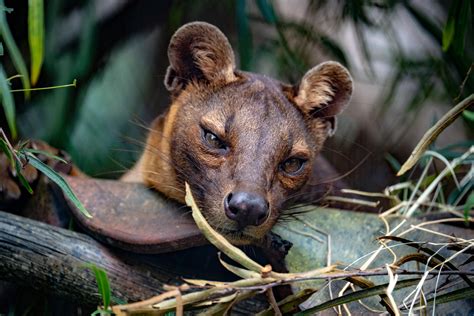The Playful Lives of Fossa: Madagascar's Top Predators | Furballs & Feathers