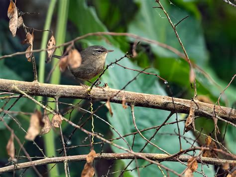 Smoky Warbler - eBird