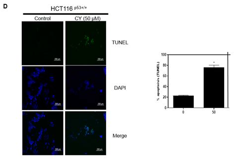 Antitumor Effect of Cycloastragenol in Colon Cancer Cells via p53 ...
