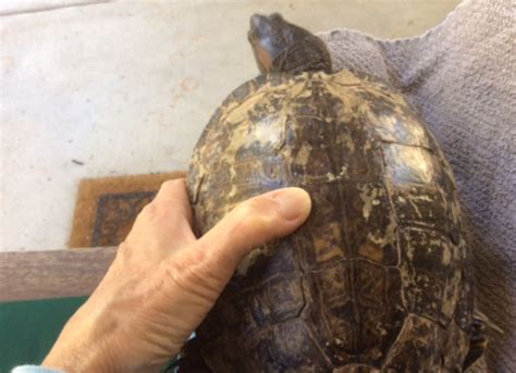 Image result for Peeling Turtle Shell