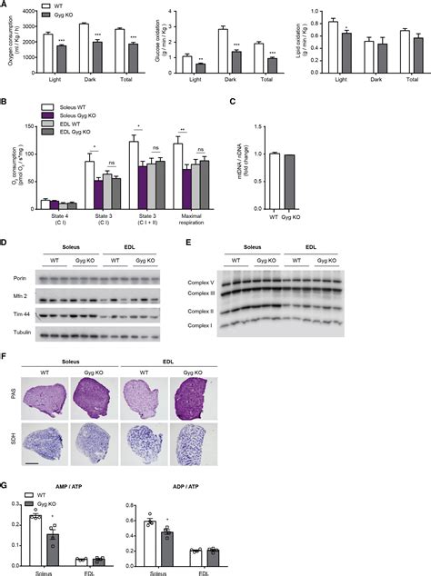 Lack of Glycogenin Causes Glycogen Accumulation and Muscle Function ...