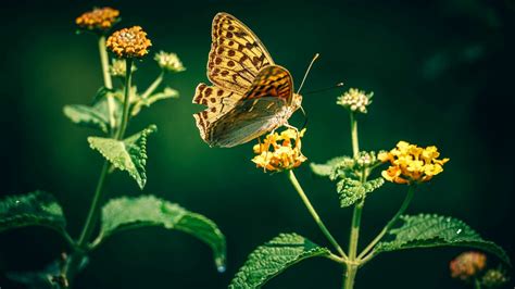 Reductionism in Biology | Meer