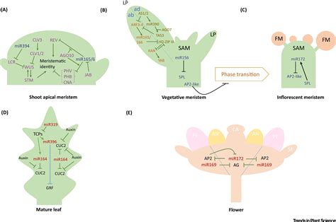 Image result for Gene Expression Control Plant Cells microRNA