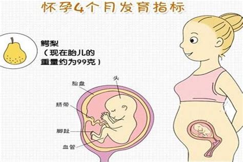 【怀孕15周】怀孕十五周胎儿图,怀孕15周吃什么、注意什么_亲子百科_太平洋亲子网