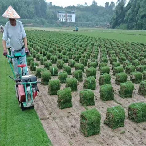 Sod Cutter Machine 的图像结果