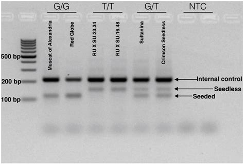 Unraveling the Deep Genetic Architecture for Seedlessness in Grapevine ...