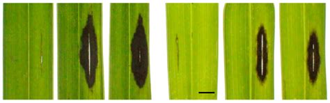 Characterizing the Palm Pathogenic Thielaviopsis Species from Florida