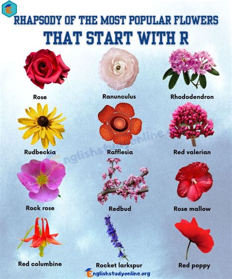 Remarkable Flowers That Start With R - Expand Your English Vocabulary ...