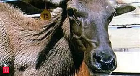 Zombie Deer Disease emerges in Yellowstone: Know about this chronic ...