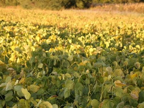 Edamame: So wird aus der Sojabohne ein Superfood | agrarheute.com