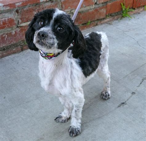 Image result for Cockapoo Shih Tzu