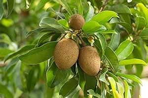 Mitu Hybrid chiku Fruit Plant Sapota Chiku (Sapodilla) Green for ...